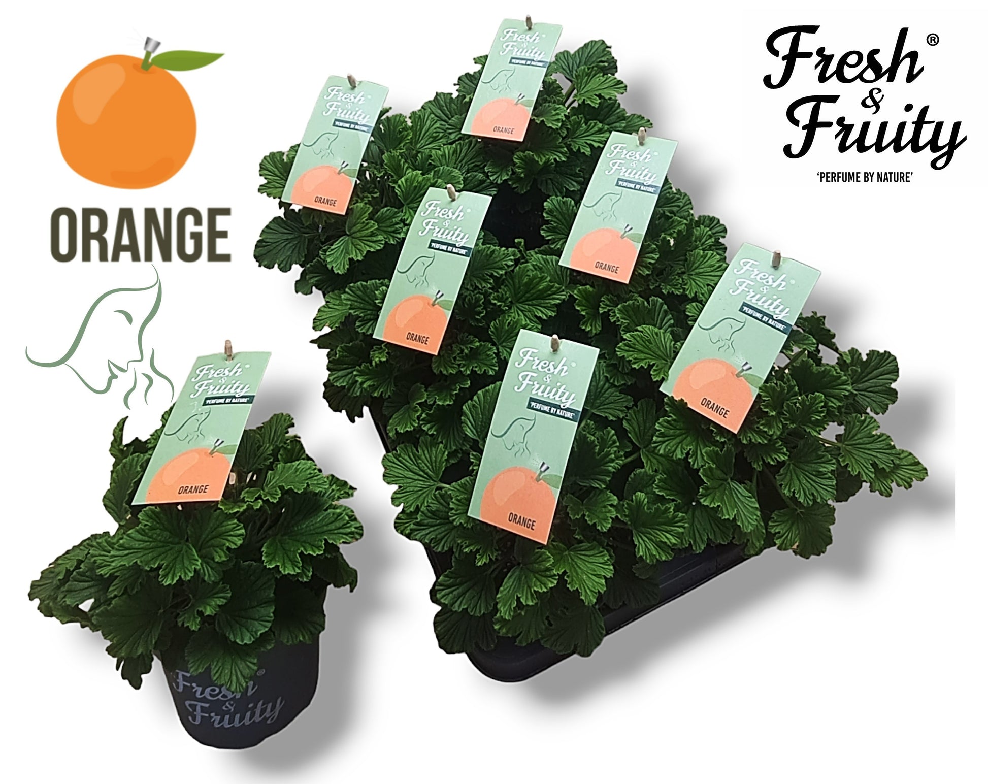 Pelargonium scented Orange Fresh 25cm 12cm Pot