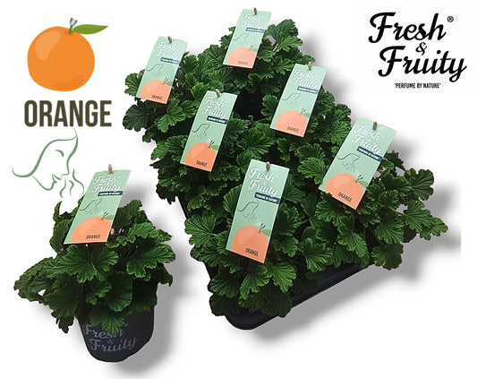 Pelargonium scented Orange Fresh 25cm 12cm Pot