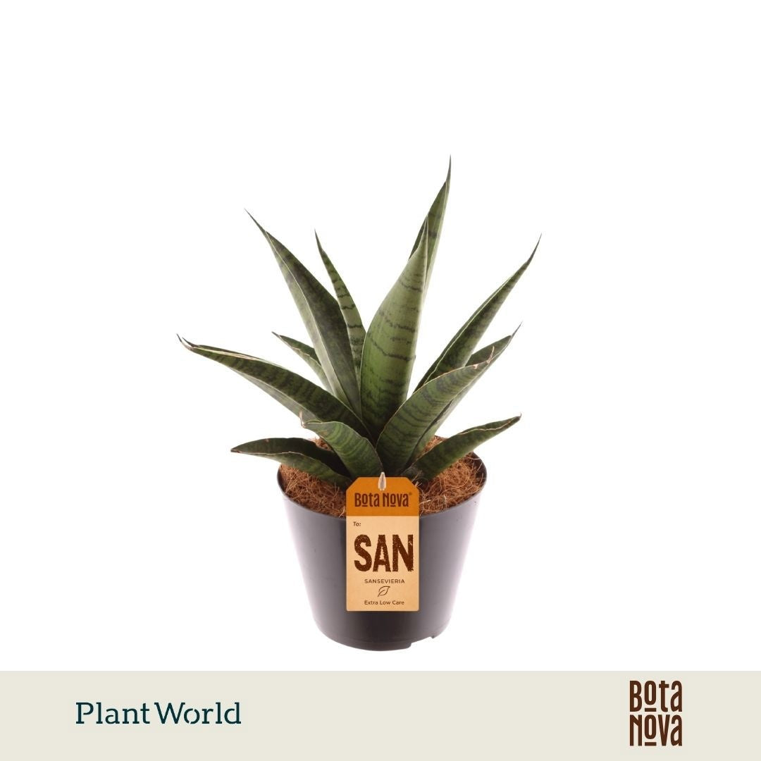 Plantworld ArendTropical Sansevieria trifasciata Pack of 11