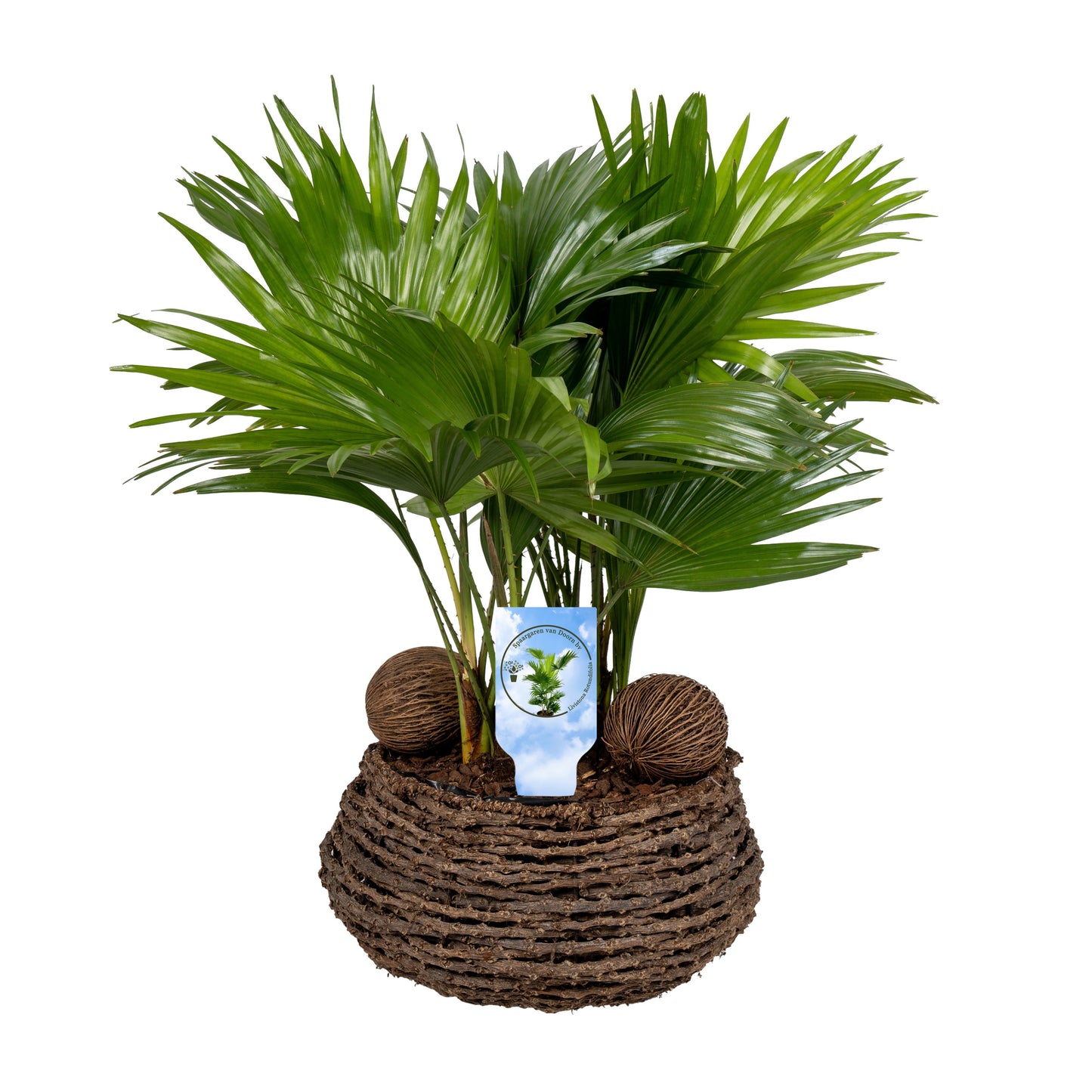 Livistona rotundifolia 65cm 27cm Pot