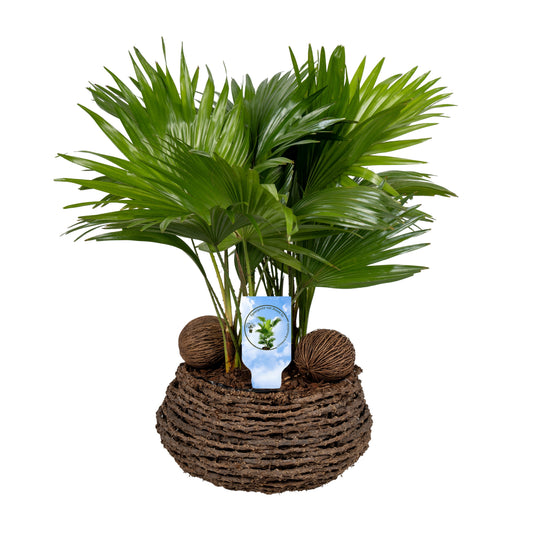 Livistona rotundifolia 65cm 27cm Pot