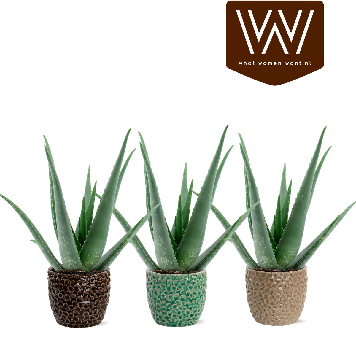 Aloe vera 40cm 13cm Pot