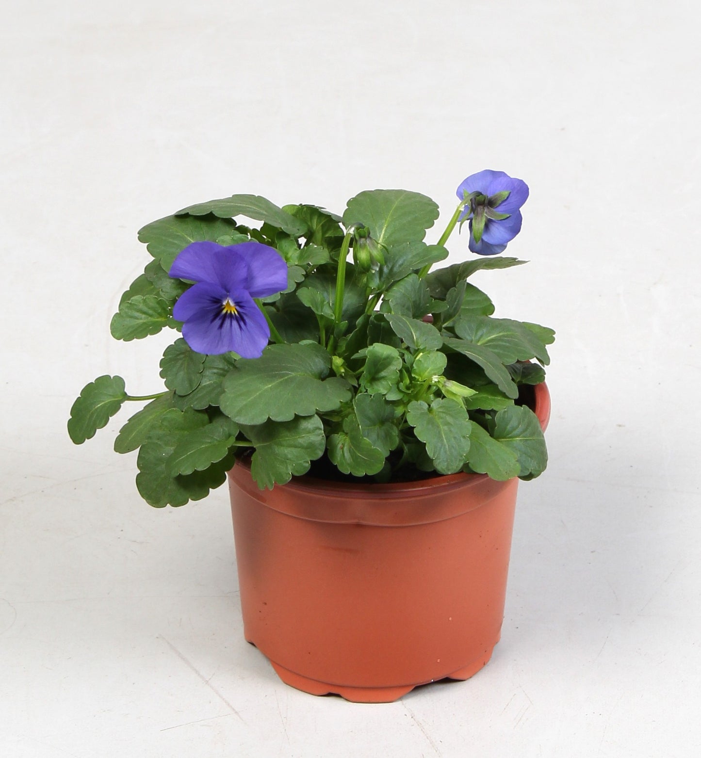 Viola corn. Hemels Blauw 15cm 9cm Pot