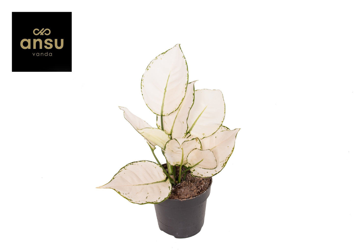 Aglaonema White Joy 25cm 12cm Pot