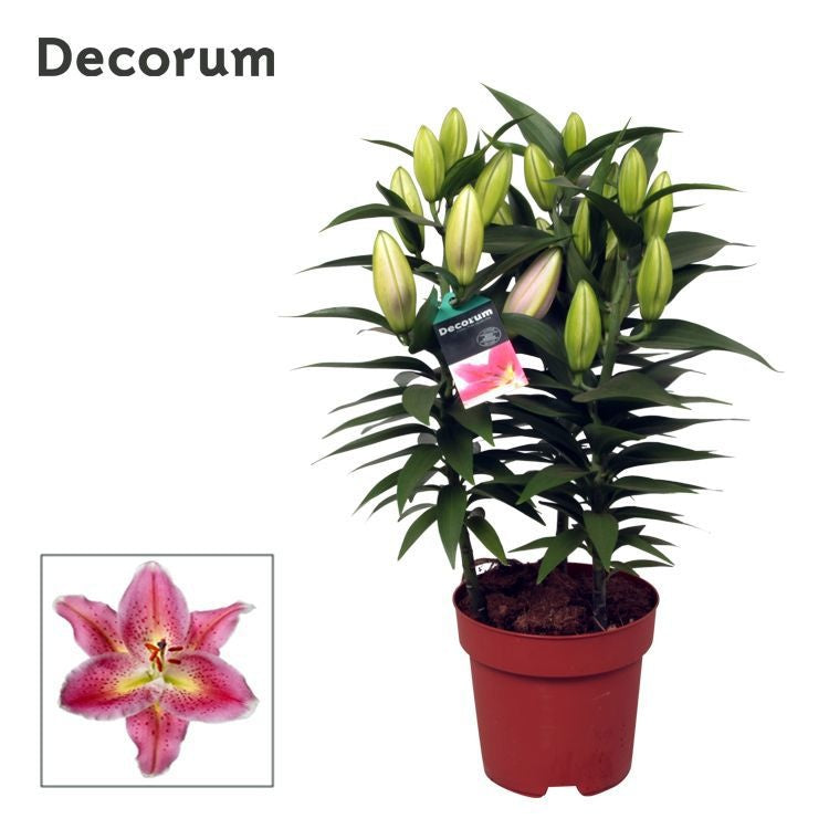 Lilium Reeleeze 55cm 17cm Pot