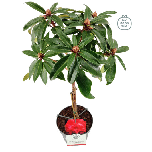 Rhododendron Halfdan Lem 75cm 19cm Pot