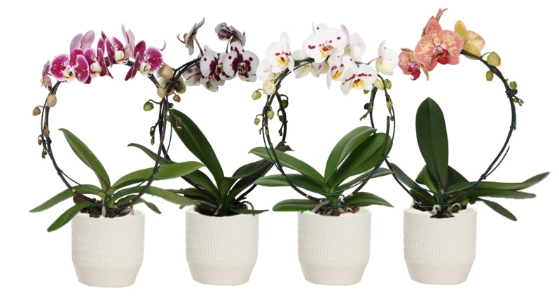 Logico Phalaenopsis mix Pack of 4