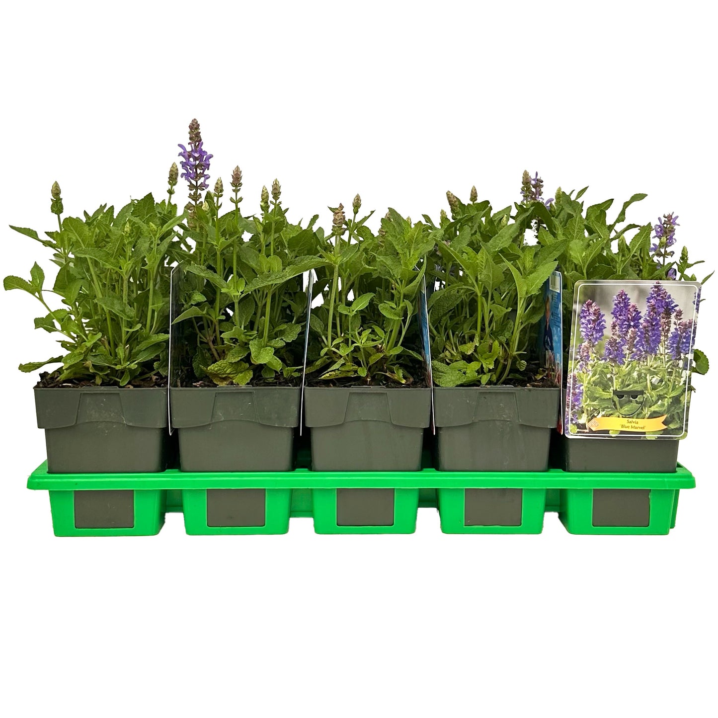Salvia Blue Marvel 25cm 11cm Pot