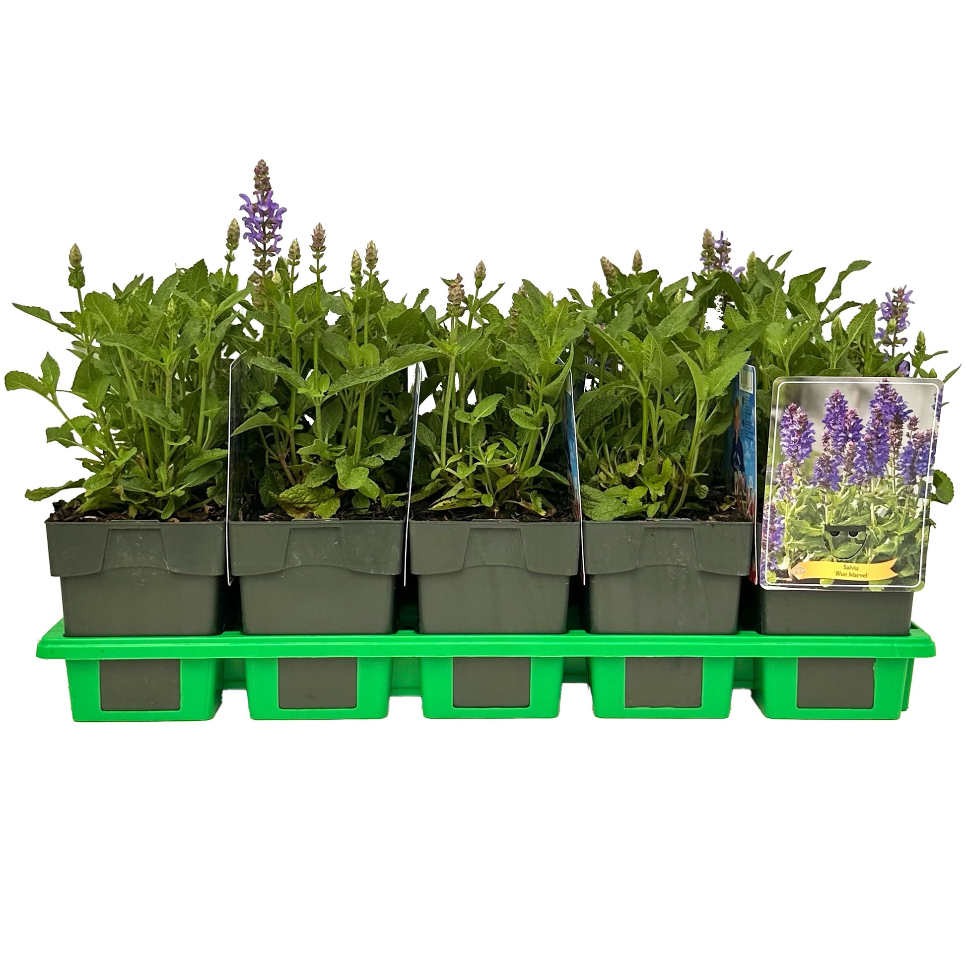 Salvia Blue Marvel 25cm 11cm Pot
