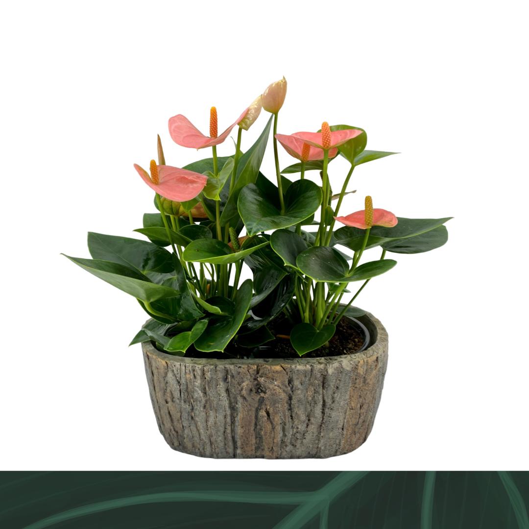 Amazoneplants BV Anthurium Spirit Pack of 3