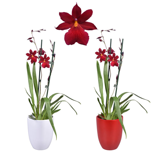 Cambria Nelly Isler (+ drp.ceramic) 55cm 14cm Pot