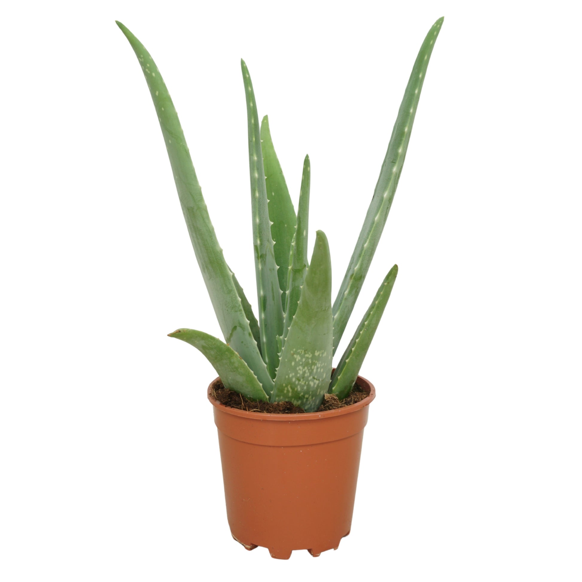 Aloe vera 40cm 15cm Pot