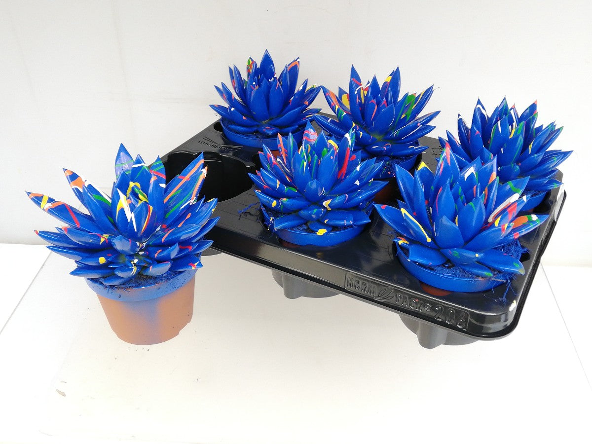 Echeveria colored blue 13cm 10.5cm Pot