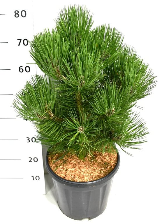 Pinus heldreichii Malinki 90cm 32cm Pot