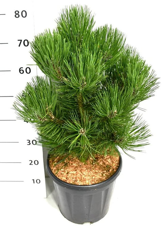 Pinus heldreichii Malinki 90cm 32cm Pot