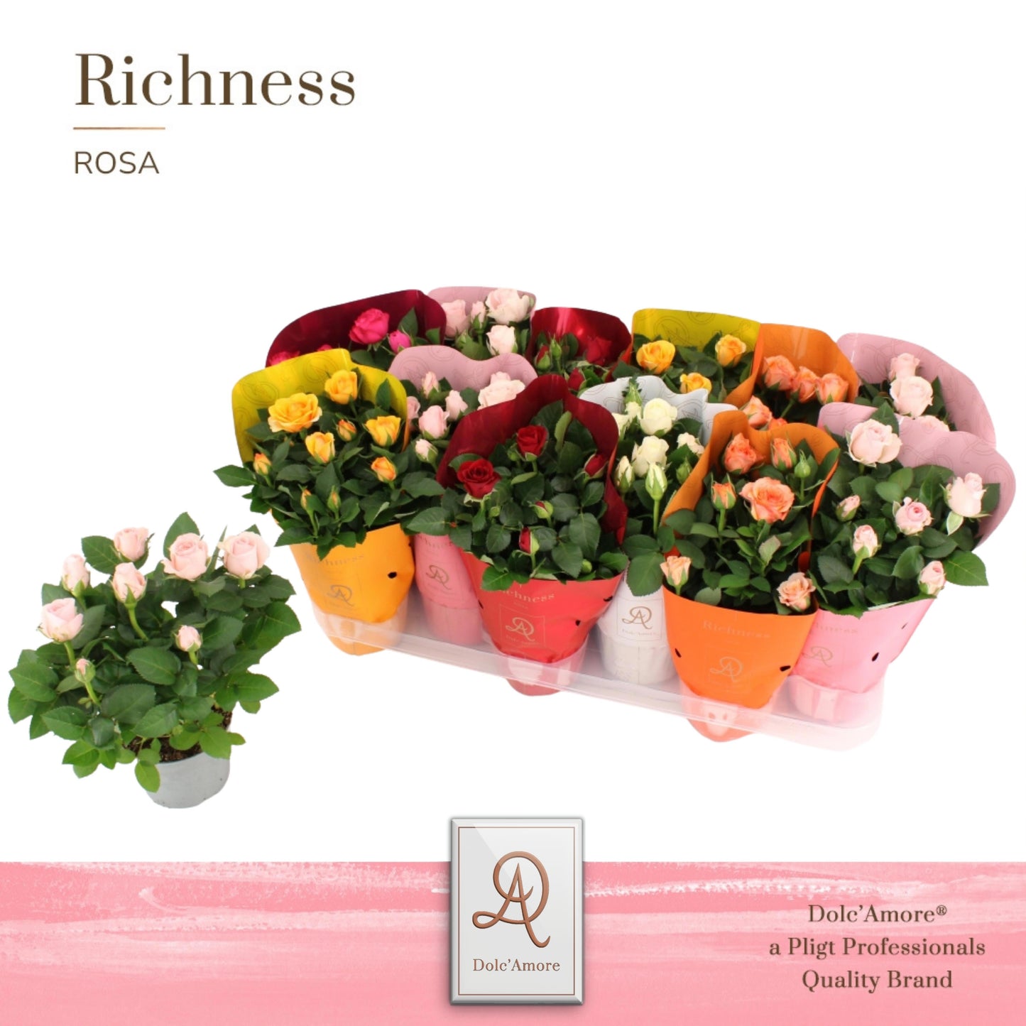 Rosa Amorosa mix 25cm 510cm Pot
