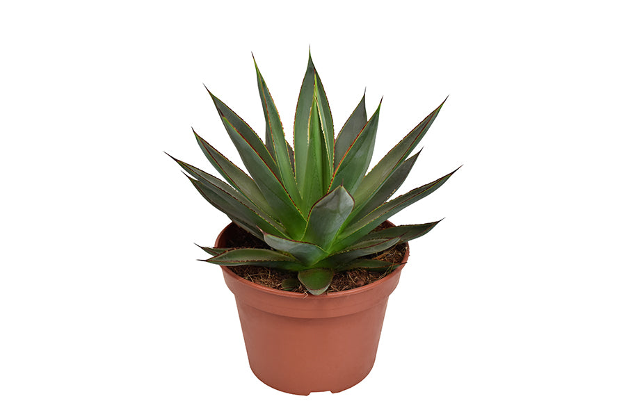 Agave Shaka Zulu 20cm 15cm Pot