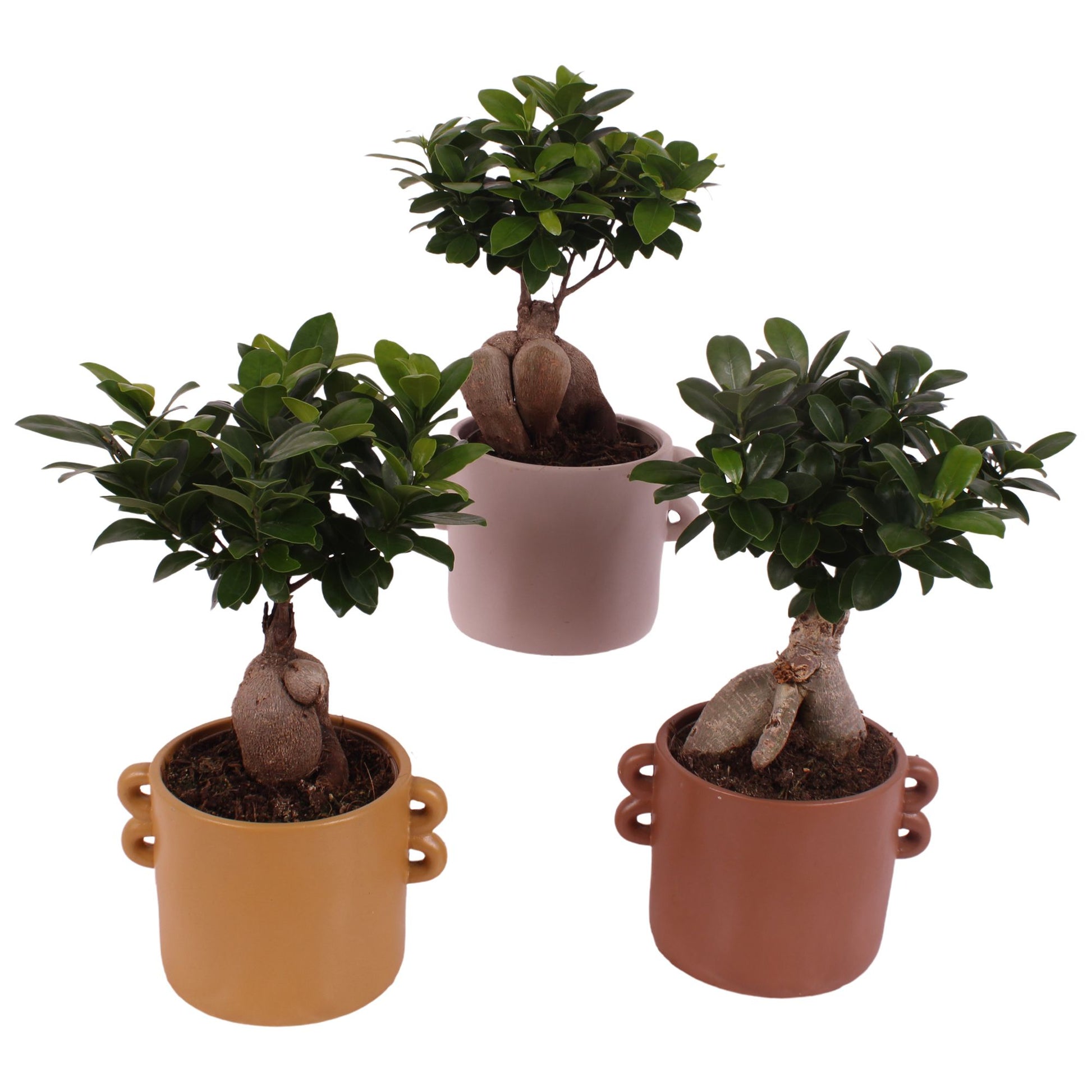 Ficus Ginseng 35cm 17cm Pot