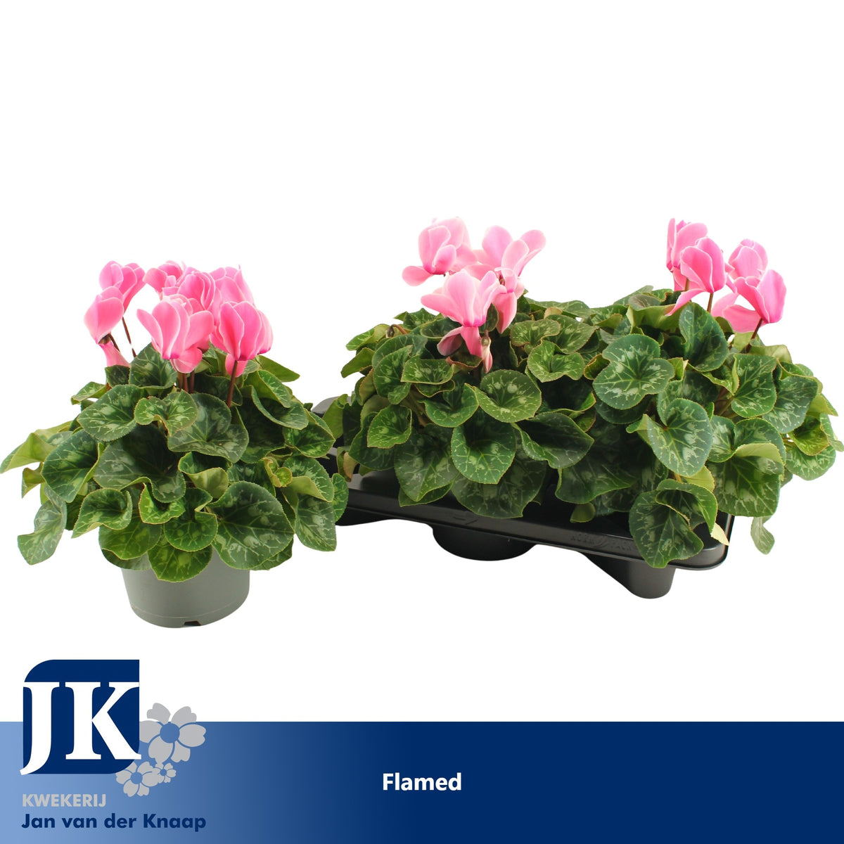 Cyclamen Mammoth light pink 40cm 17cm Pot