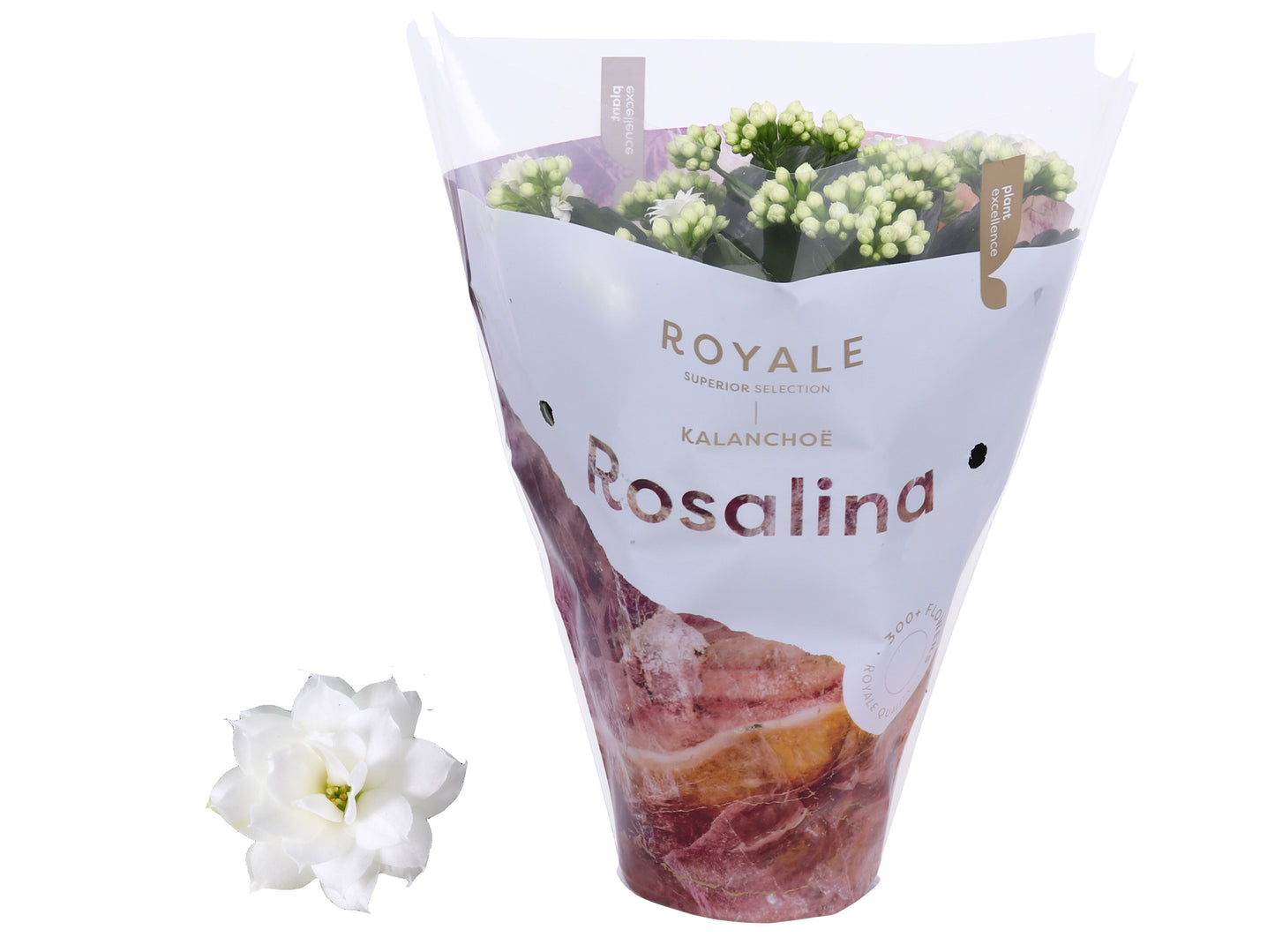 Kalanchoe Rosalina Don Dione 27cm 12cm Pot