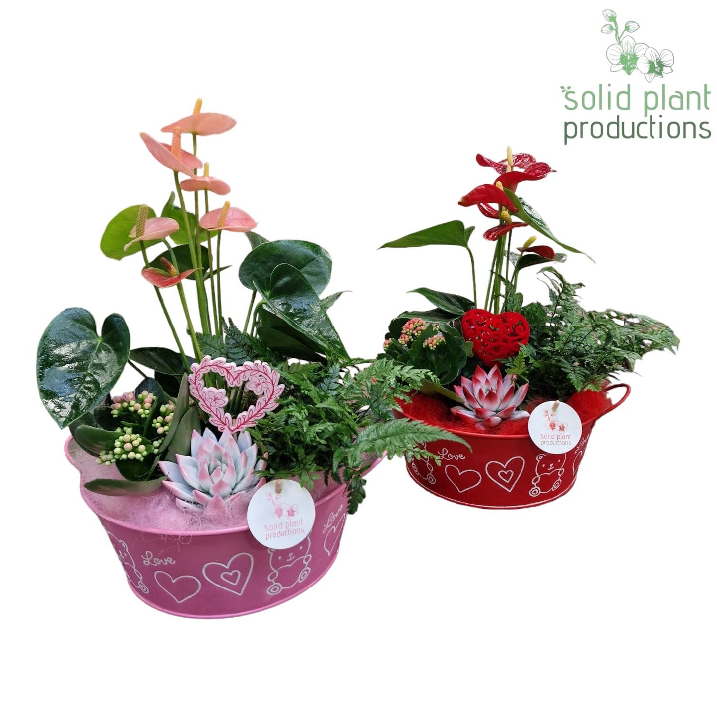 ZVAE004 Mariëlle Anthurium Red/Pink 40cm 32cm Pot