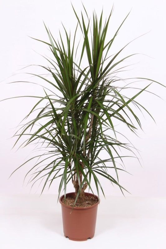 Dracaena marginata 120cm 24cm Pot