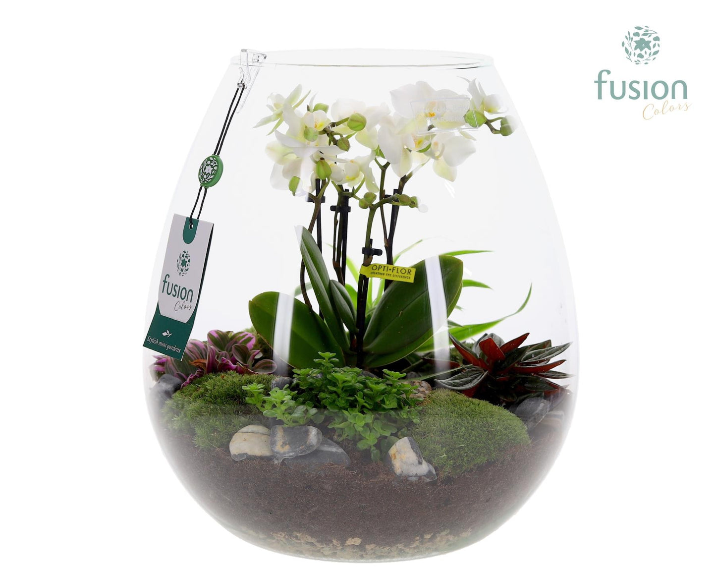 Green Bottle Abby XLarge met 4tak Phalaenopsis arrangement 24 uurs levertijd 29cm 29cm Pot