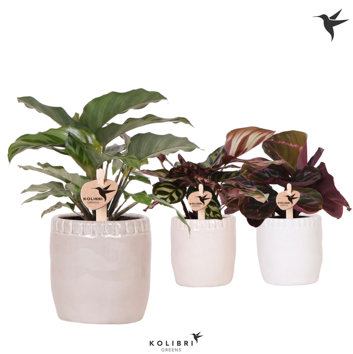 Calathea mix 23cm 9cm Pot
