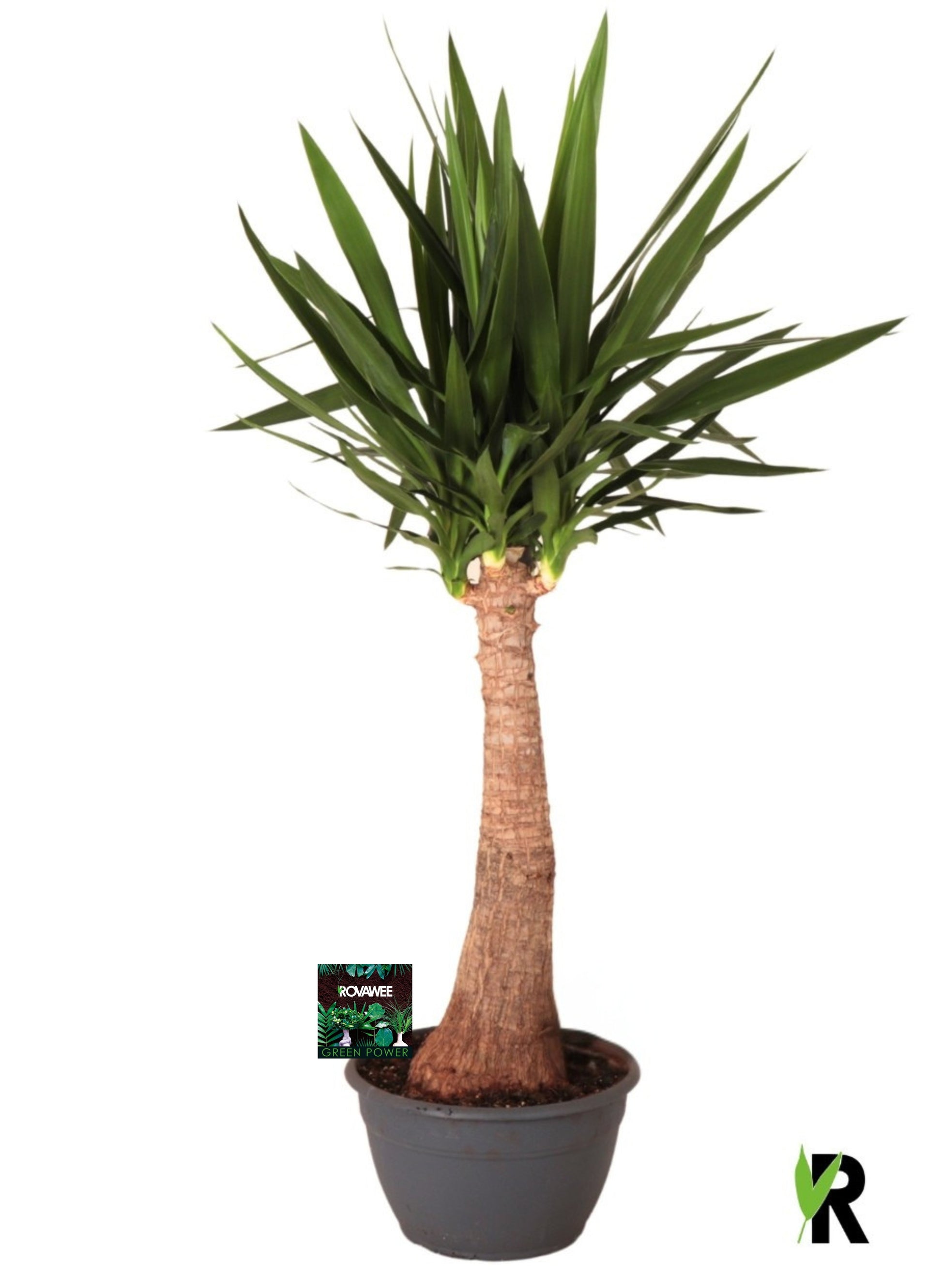 Yucca branched 130cm 30cm Pot