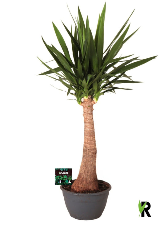 Yucca branched 130cm 30cm Pot
