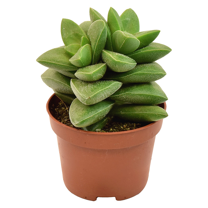 Crassula rupestris 11cm 6cm Pot