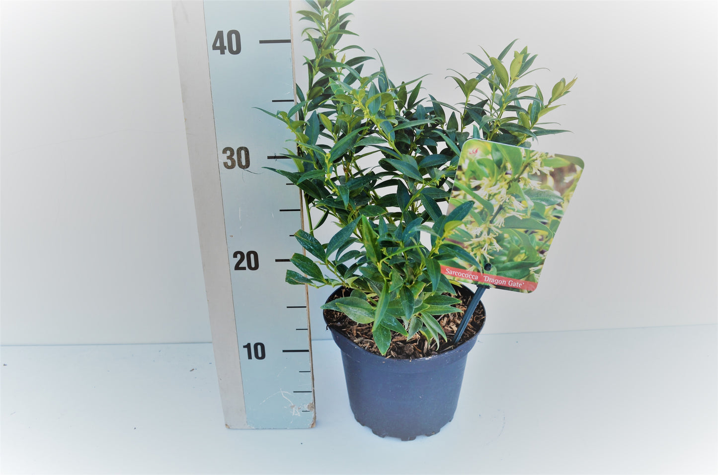 Roessel Tuinpl. VOF, B. v. Sarcococca Rusc. Dragon Gate Pack of 1