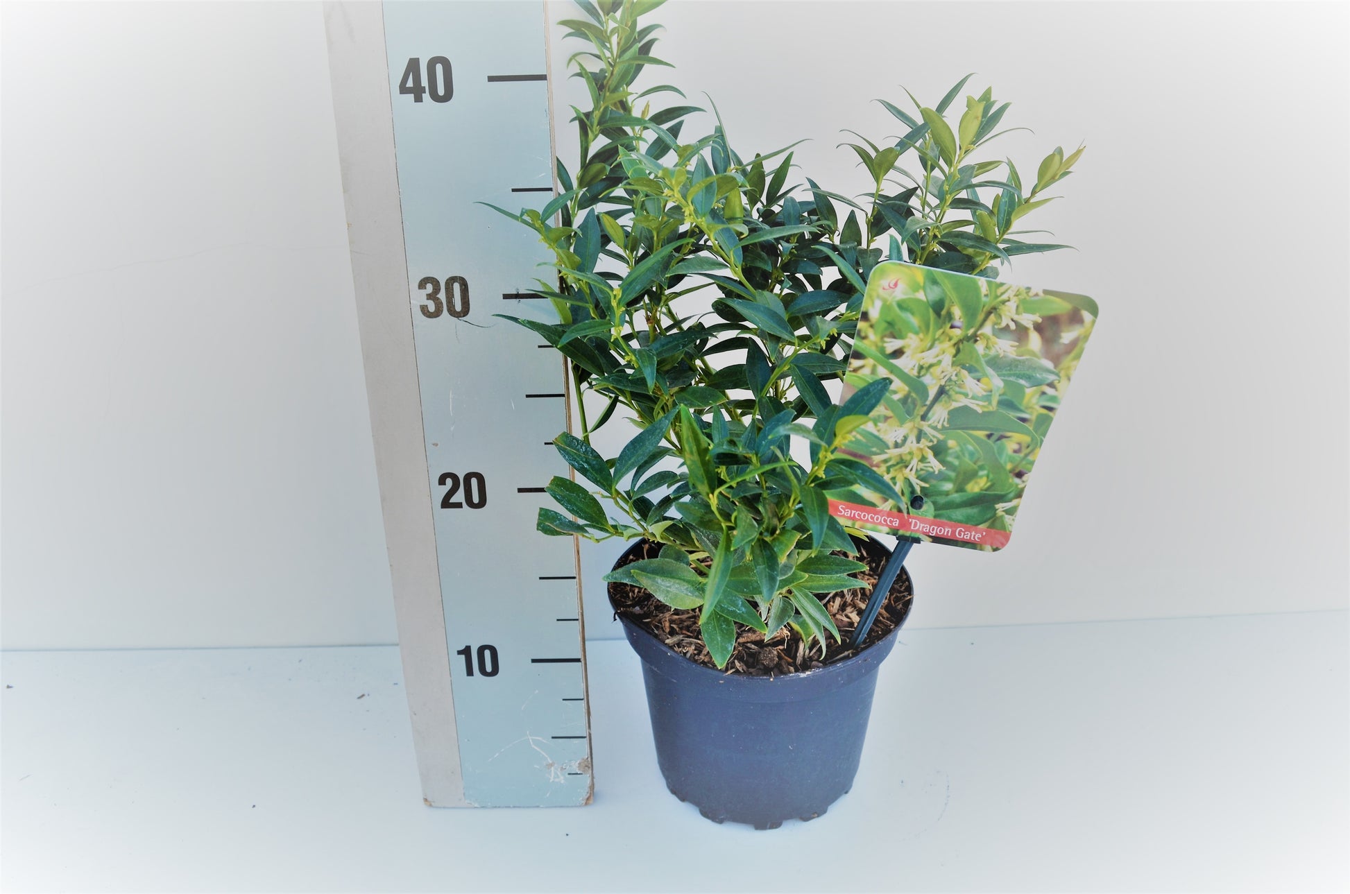 Roessel Tuinpl. VOF, B. v. Sarcococca Rusc. Dragon Gate Pack of 1
