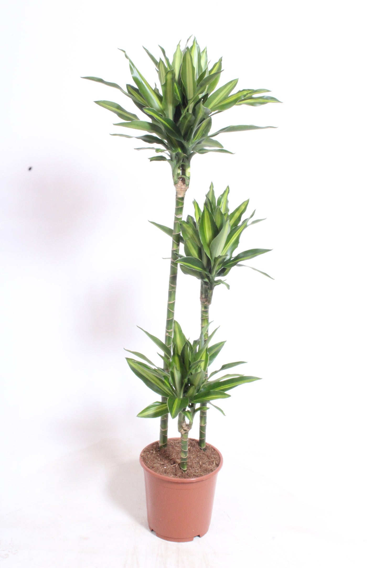 Dracaena frag. Deremensis 140cm 24cm Pot