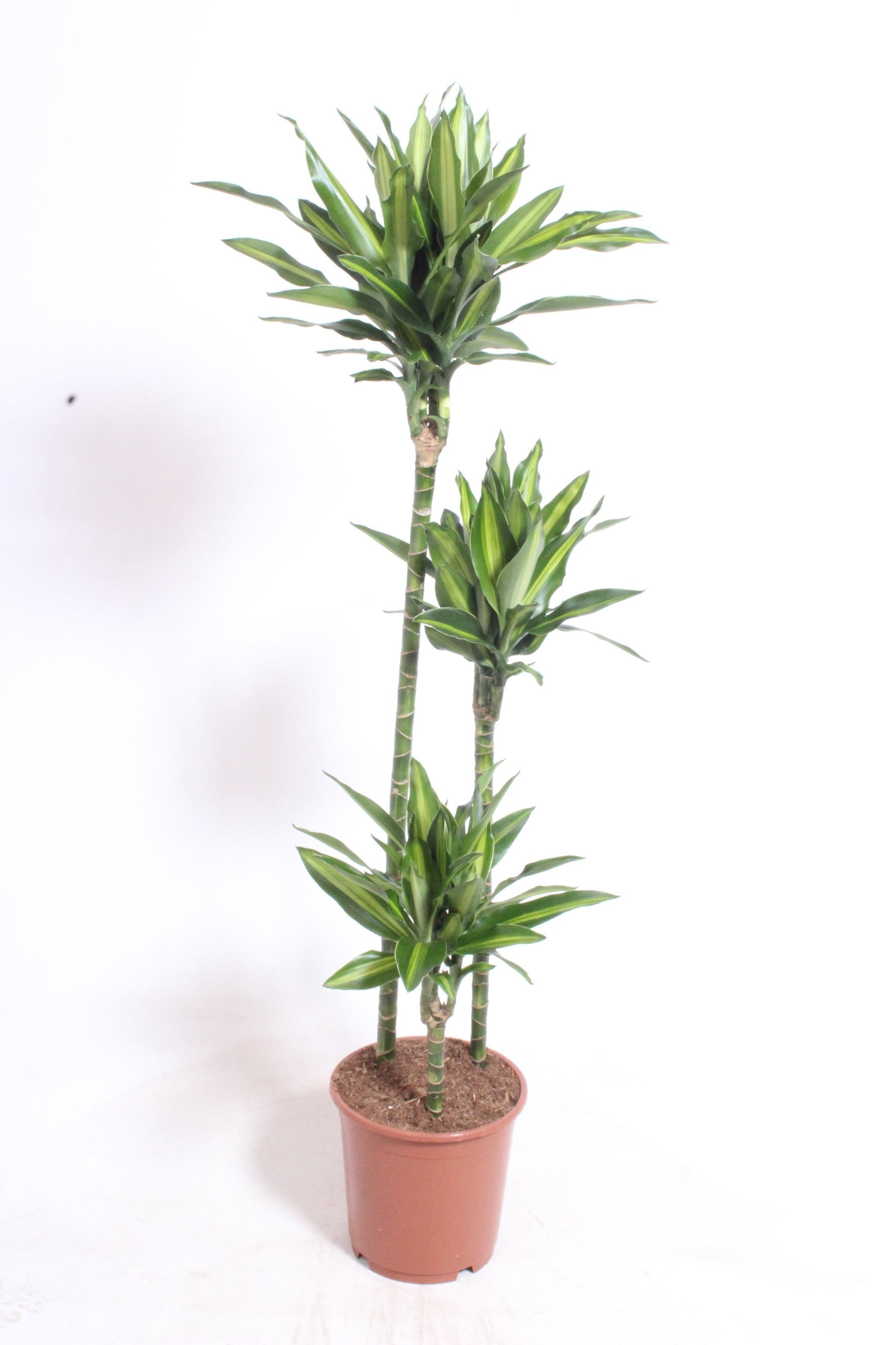 Dracaena frag. Deremensis 140cm 24cm Pot