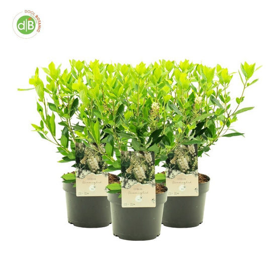 Dool Botanic Clethra alnifolia Pack of 1
