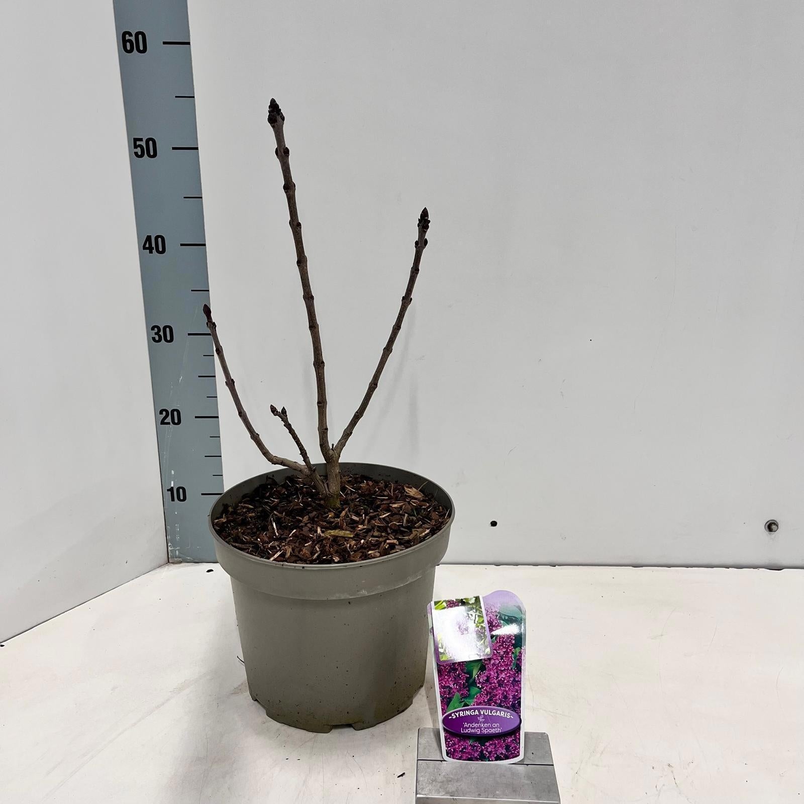 Syringa vulgaris Andenken an Ludwig Späth 60cm 23cm Pot