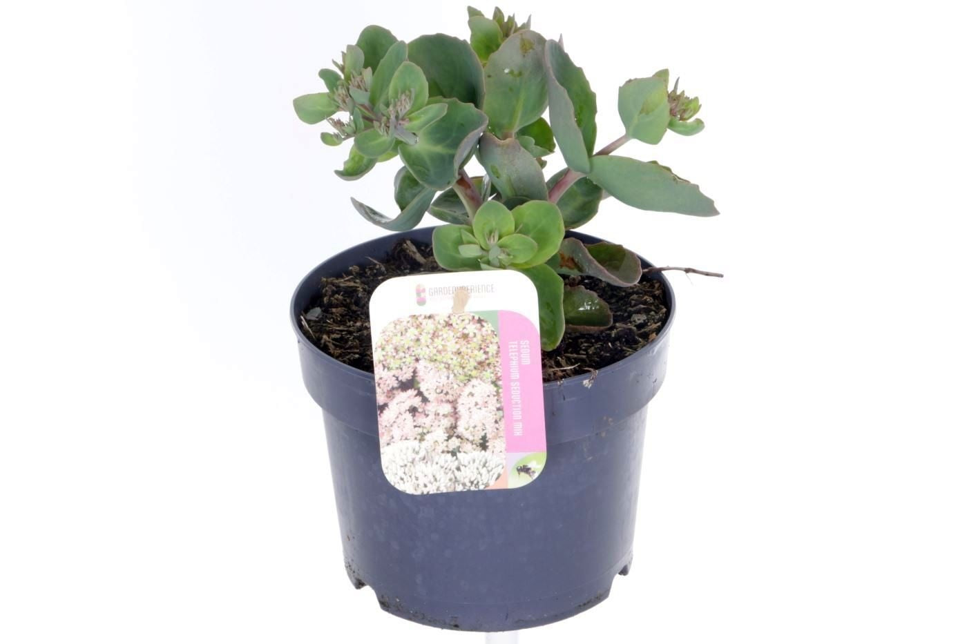Sedum Pink Seduction 35cm 17cm Pot