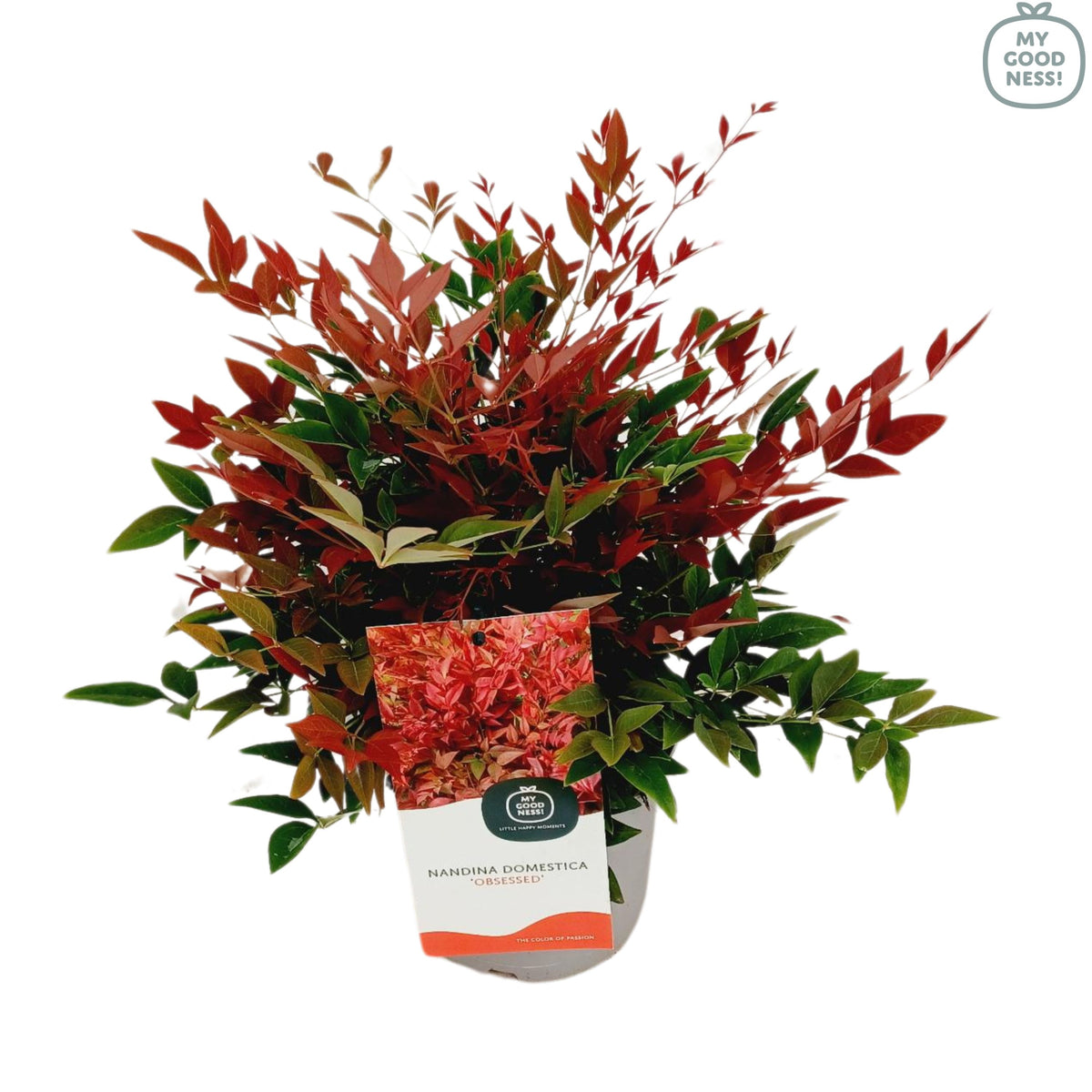 Nandina domestica Obsessed 40cm 17cm Pot
