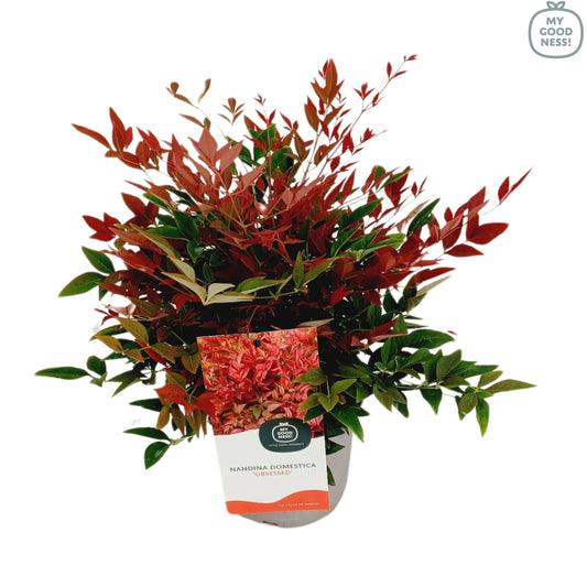 Nandina domestica Obsessed 40cm 17cm Pot
