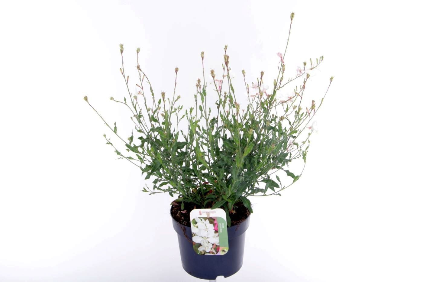 Gaura lind. Geyser White 50cm 17cm Pot