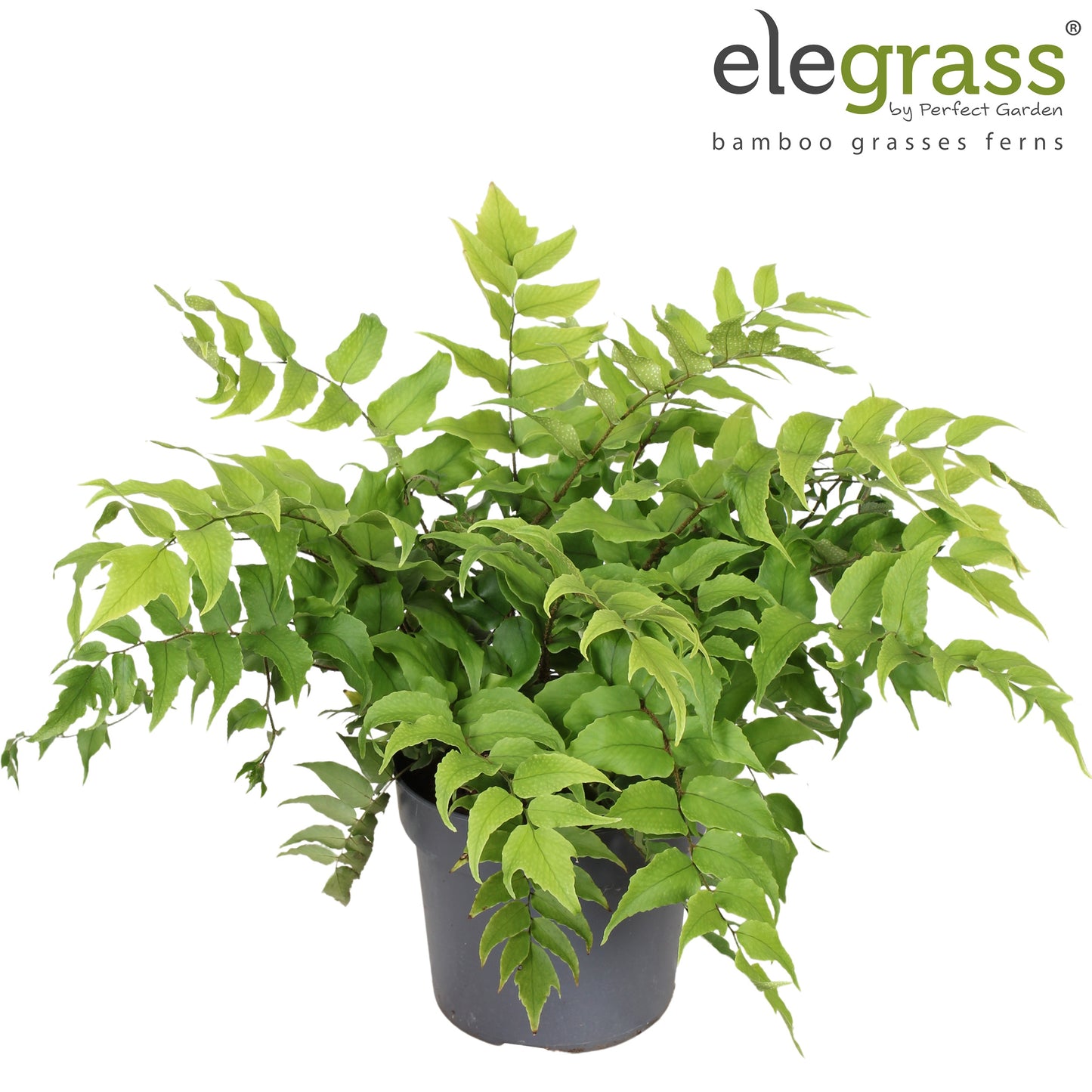 Hoogeveen Plants BV Cyrtomium Clivicola Pack of 1