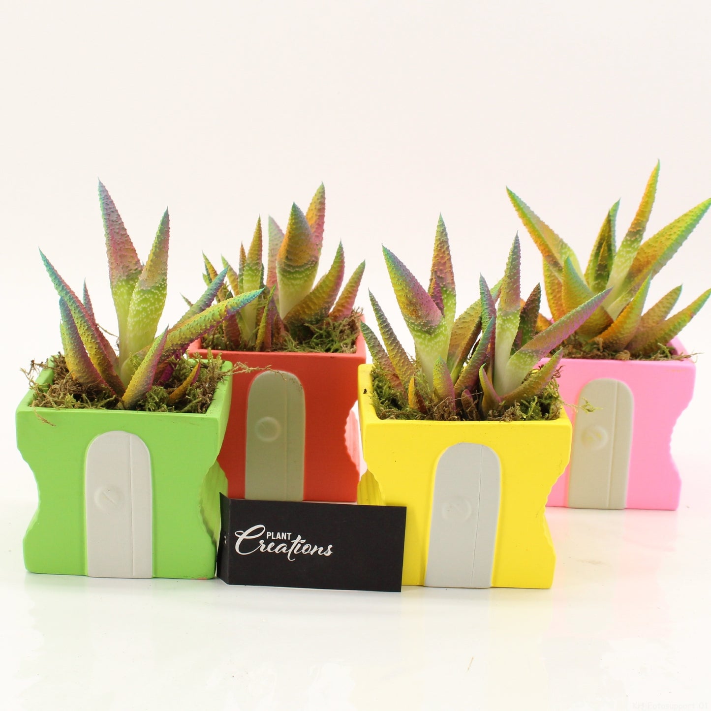 Indoor Flowering arrangement 15cm 10cm Pot