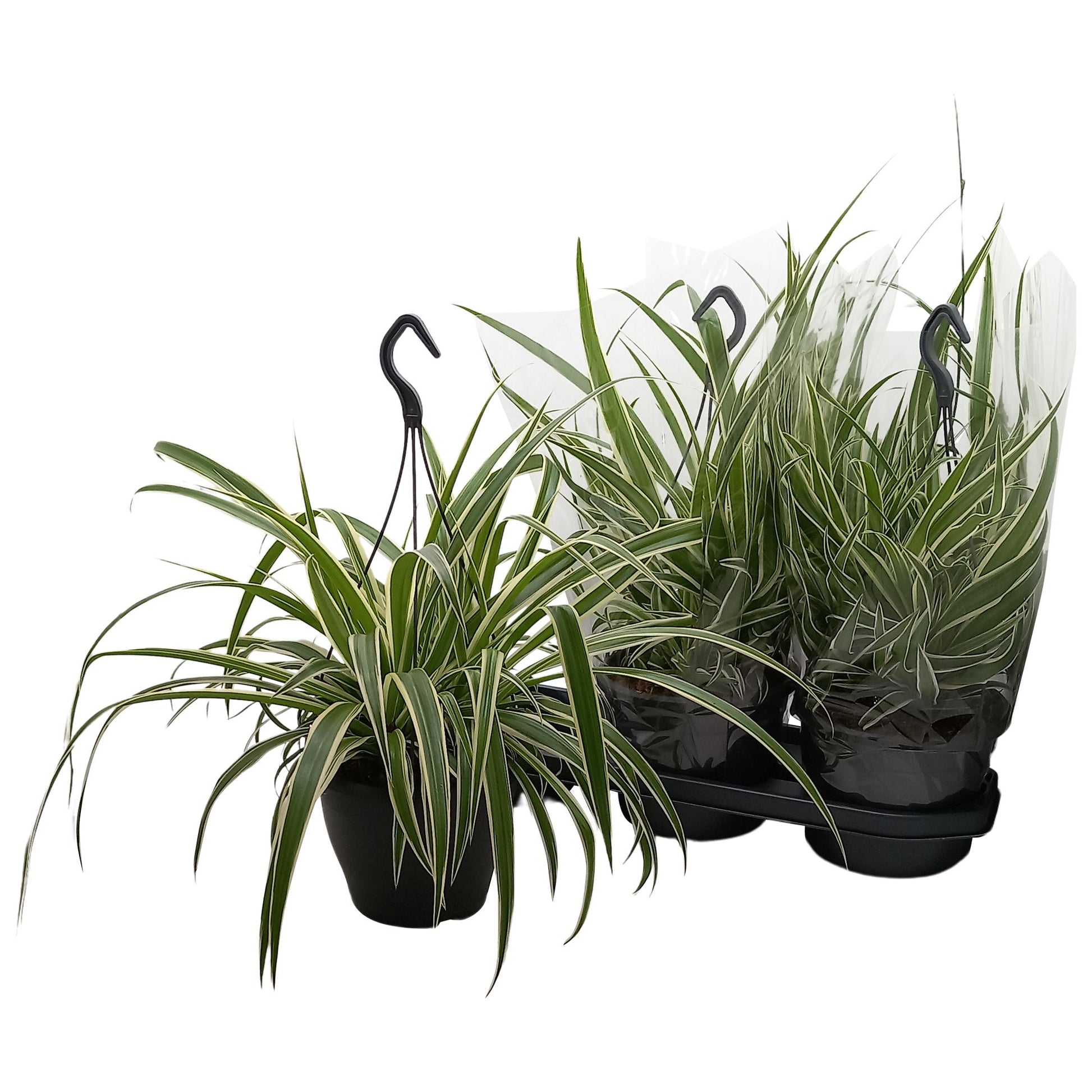 Chlorophytum Vittatum 50cm 19cm Pot