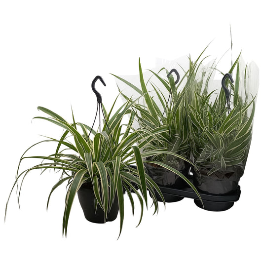 Chlorophytum Vittatum 50cm 19cm Pot
