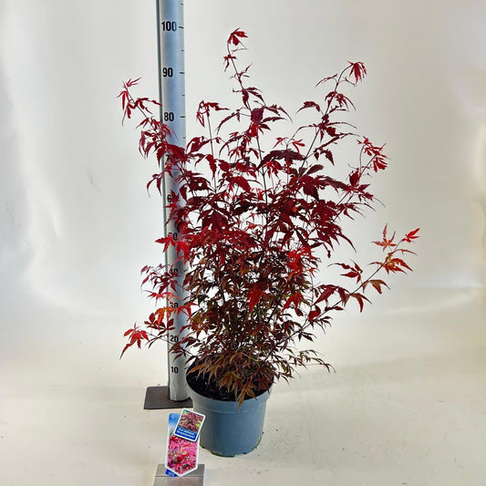 Acer Atropurpureum 80cm 23cm Pot