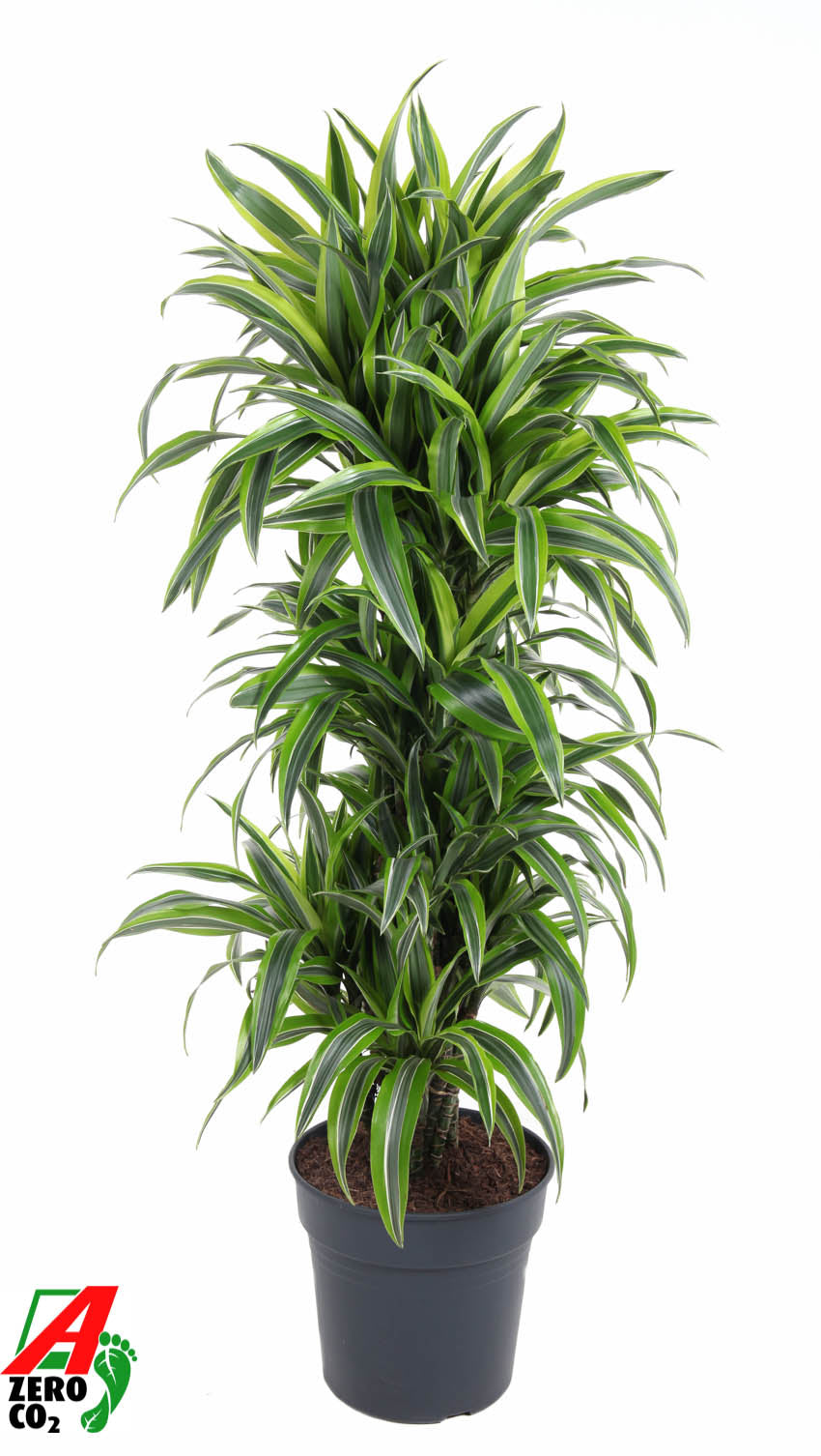 Dracaena fragrans Lemon Lime branched 150cm 31cm Pot