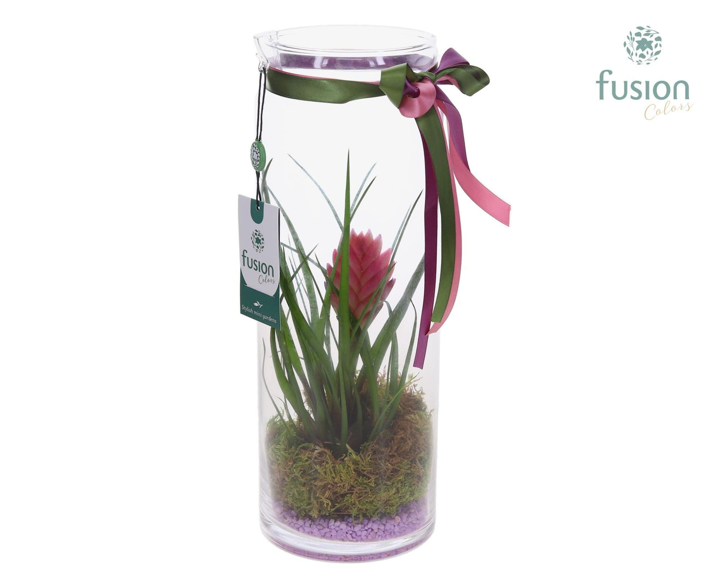 arr. Bromelia 35cm 12cm Pot