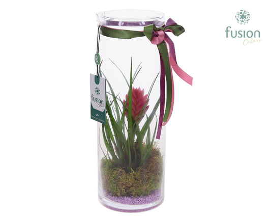arr. Bromelia 35cm 12cm Pot