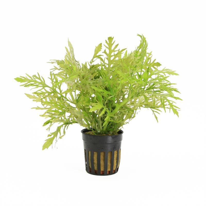 Hygrophila polysperma 10cm 5cm Pot